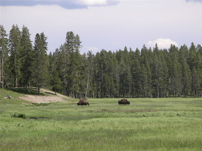 images/G-Watching Bison , returning from Mammoth.jpg